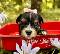 Jayley, a female Yorkshire Terrier for sale in Winslow, AR – 2 of 4