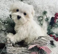 Percy, a male Maltese for sale in Winslow, AR – Photo 2 of 3