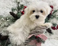 Percy, a male Maltese for sale in Winslow, AR – Photo 3 of 3