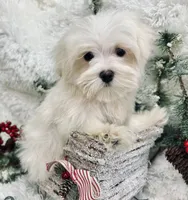 Percy, a male Maltese for sale in Winslow, AR – Photo 1 of 3