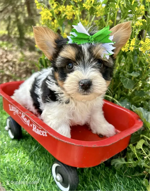 Diesel  – Biewer puppy for sale in Winslow, AR