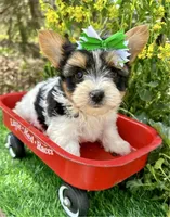 Diesel , a male Biewer for sale in Winslow, AR – 1 of 6