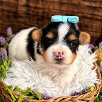 Diesel , a male Biewer for sale in Winslow, AR – Photo 1 of 3