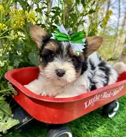 Diesel , a male Biewer for sale in Winslow, AR – 6 of 6