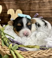 Diesel , a male Biewer for sale in Winslow, AR – Photo 3 of 3
