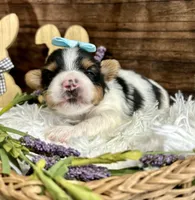 Diesel , a male Biewer for sale in Winslow, AR – Photo 2 of 3