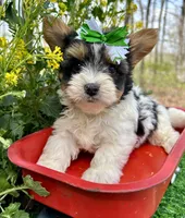Diesel , a male Biewer for sale in Winslow, AR – 5 of 6