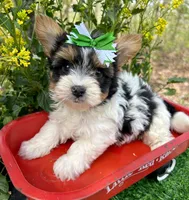 Diesel , a male Biewer for sale in Winslow, AR – 4 of 6