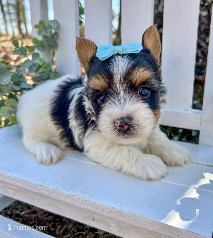 Diesel  – Biewer puppy for sale in Winslow, AR