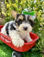 Diesel , a male Biewer for sale in Winslow, AR – 2 of 6