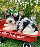 Diesel , a male Biewer for sale in Winslow, AR – 3 of 6