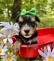 Julius , a male Yorkshire Terrier for sale in Winslow, AR – 2 of 3