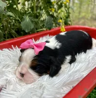 Tia , a female Cavalier King Charles Spaniel for sale in Winslow, AR – Photo 5 of 6