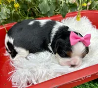 Tia , a female Cavalier King Charles Spaniel for sale in Winslow, AR – Photo 3 of 6
