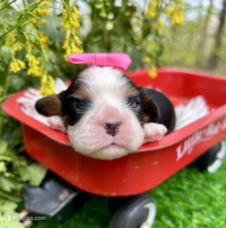 Tia  – Cavalier King Charles Spaniel puppy for sale in Winslow, AR