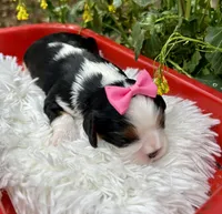 Tia , a female Cavalier King Charles Spaniel for sale in Winslow, AR – Photo 4 of 6