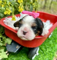 Tia , a female Cavalier King Charles Spaniel for sale in Winslow, AR – Photo 6 of 6