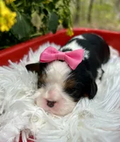 Tia , a female Cavalier King Charles Spaniel for sale in Winslow, AR – Photo 2 of 6