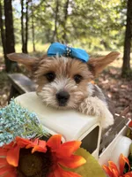 Eli, a male Yorkshire Terrier for sale in Winslow, AR – 4 of 5