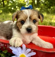 Eli, a male Yorkshire Terrier for sale in Winslow, AR – 2 of 4