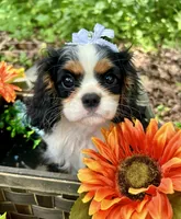 Tova , a female Cavalier King Charles Spaniel for sale in Winslow, AR – 8 of 8