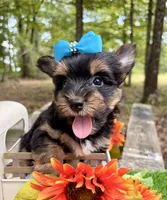 Jasper , a male Yorkshire Terrier for sale in Winslow, AR – 4 of 6