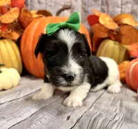 Murphy , a male Morkie for sale in Winslow, AR – 3 of 4