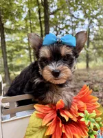 Julius , a male Yorkshire Terrier for sale in Winslow, AR – 6 of 6