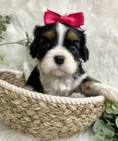 Tia , a female Cavalier King Charles Spaniel for sale in Winslow, AR – 6 of 7