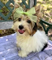 Daisy, a female Biewer for sale in Winslow, AR – Photo 4 of 7