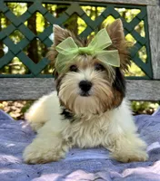 Daisy, a female Biewer for sale in Winslow, AR – Photo 3 of 7