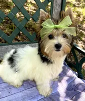 Daisy, a female Biewer for sale in Winslow, AR – Photo 6 of 7