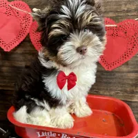 Visco, a male Biewer for sale in Winslow, AR – Photo 1 of 6