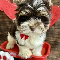Visco, a male Biewer for sale in Winslow, AR – Photo 4 of 6