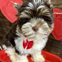 Visco, a male Biewer for sale in Winslow, AR – Photo 6 of 6