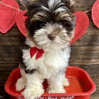 Visco, a male Biewer for sale in Winslow, AR – Photo 3 of 6