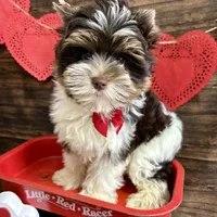 Visco, a male Biewer for sale in Winslow, AR – Photo 5 of 6