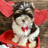 Visco, a male Biewer for sale in Winslow, AR – Photo 2 of 6