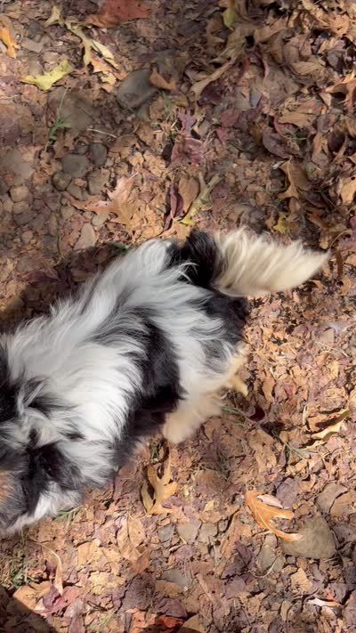 Dash , a male Biewer for sale in Winslow, AR – 7 of 10