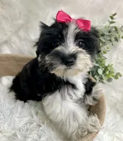 Maggie , a female Morkie for sale in Winslow, AR – 3 of 6