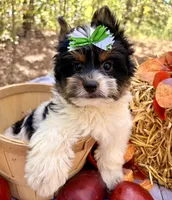 Vinnie , a male Biewer for sale in Winslow, AR – 3 of 5