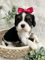 Tia , a female Cavalier King Charles Spaniel for sale in Winslow, AR – 3 of 7