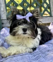 Vienna, a female Biewer for sale in Winslow, AR – Photo 3 of 8