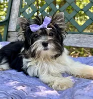 Vienna, a female Biewer for sale in Winslow, AR – Photo 6 of 8