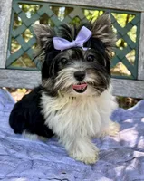 Vienna, a female Biewer for sale in Winslow, AR – Photo 7 of 8