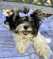 Vienna, a female Biewer for sale in Winslow, AR – Photo 1 of 8