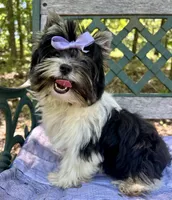 Vienna, a female Biewer for sale in Winslow, AR – Photo 2 of 8