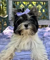 Vienna, a female Biewer for sale in Winslow, AR – Photo 5 of 8