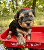 Evie , a female Yorkshire Terrier for sale in Winslow, AR – 3 of 3