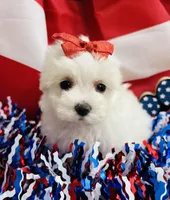 Paris, a female Maltese for sale in Winslow, AR – Photo 3 of 4